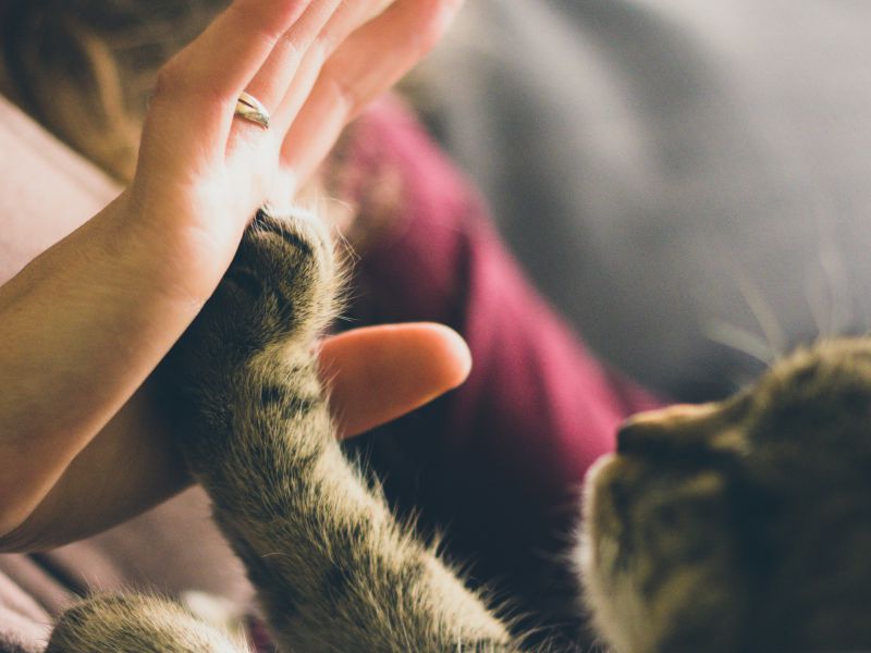 《女性》寵物帶給我的生命希望｜女性感染者 小心肝【POZstory陽性故事】(標題圖檔)