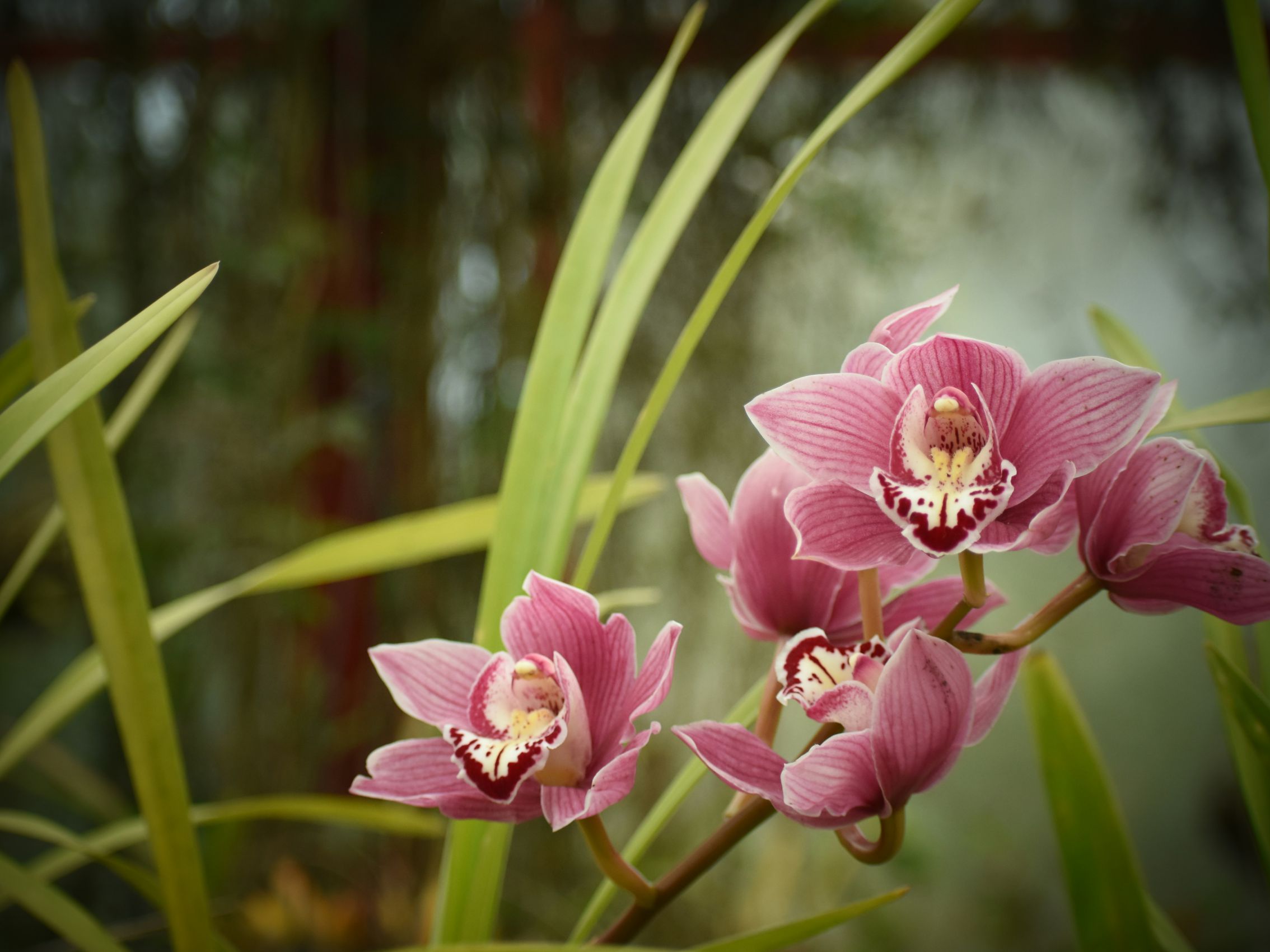 《愛滋》脆弱後重生丨白馬【POZstory陽性故事】(標題圖檔)