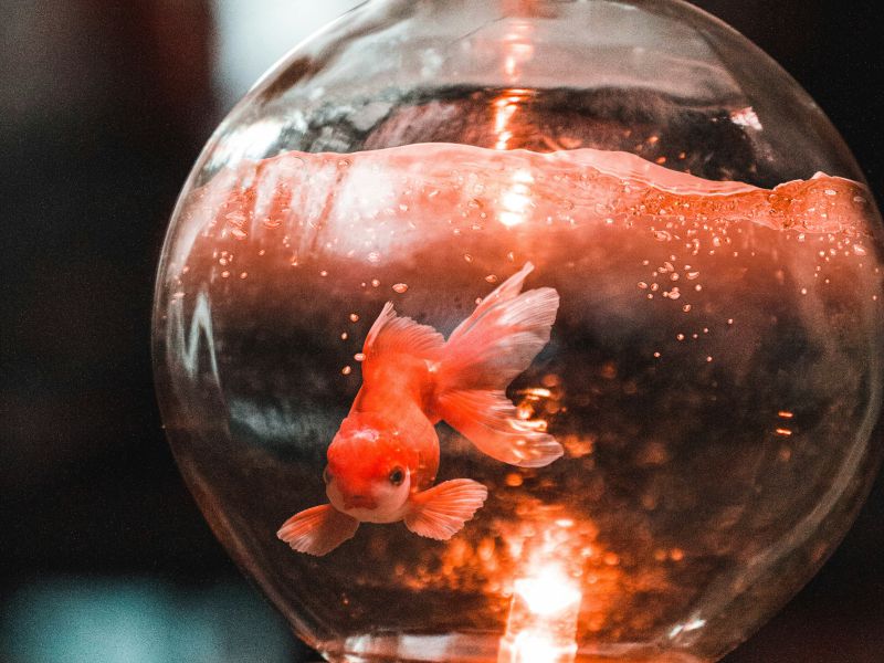 《藥癮》人生逆轉勝丨​​不會游泳的魚【POZstory陽性故事】(標題圖檔)